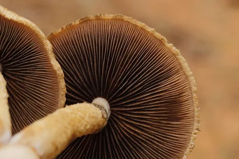 Lacrymaria lacrymabunda (Lacrimaria) — ficha de estudio