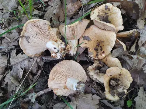 Lactarius acerrimus — ficha de estudio
