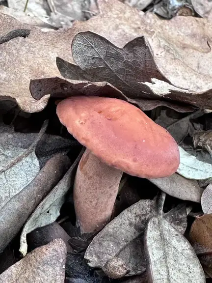 Lactarius atlanticus — ficha de estudio