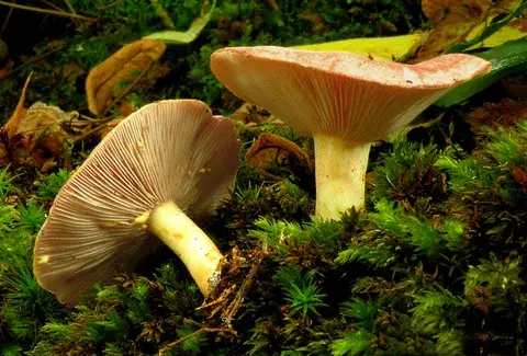 Lactarius chrysorrheus (Lactarius de látex amarillo) — misma familia de estudio. Solo orientación.
