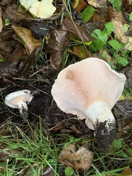 Lactarius controversus — ficha de estudio