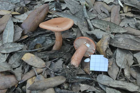 Lactarius decipiens — ficha de estudio