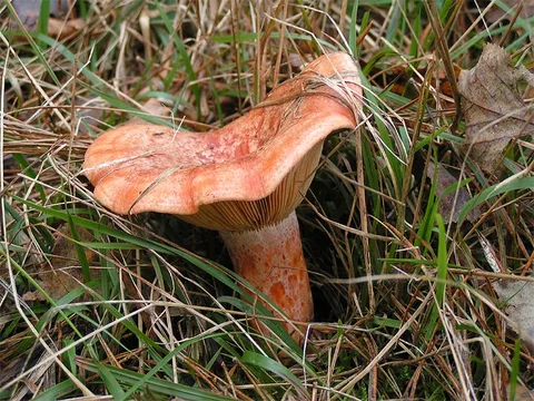 Lactarius deliciosus — foto de estudio (proxy same-origin)