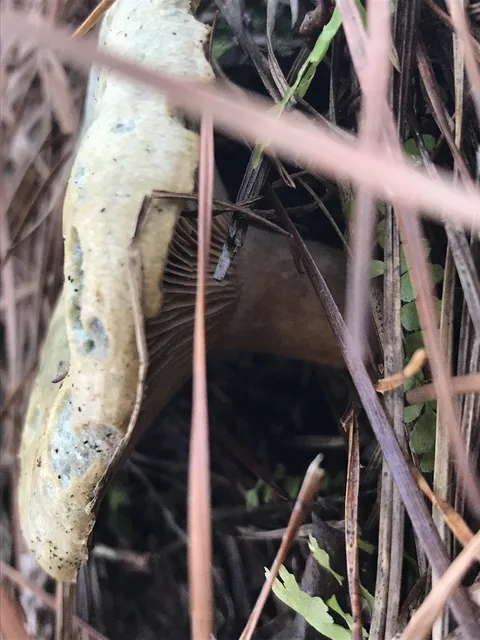 Confundible con Lactarius deterrimus (Falso nízcalo) — foto de estudio comparativa. Solo orientación.