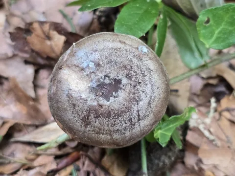 Lactarius fluens — ficha de estudio