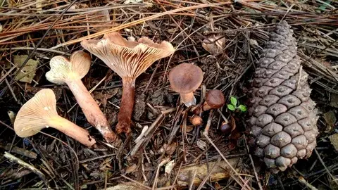Lactarius hepaticus — ficha de estudio