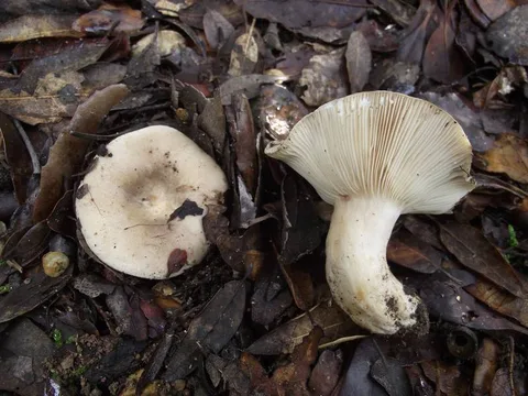 Lactarius ilicis — ficha de estudio