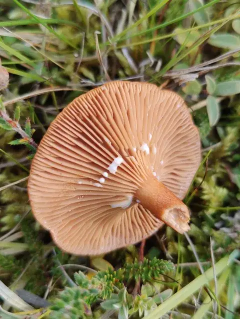 Lactarius lacunarum — ficha de estudio