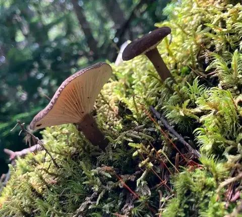 Lactarius ligyotus — ficha de estudio