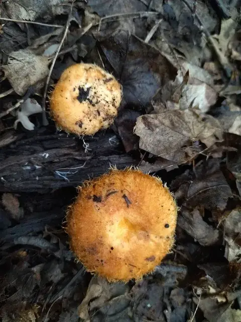 Lactarius mairei — ficha de estudio