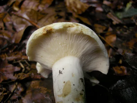 Lactarius piperatus (Lactario pimentero) — ficha de estudio