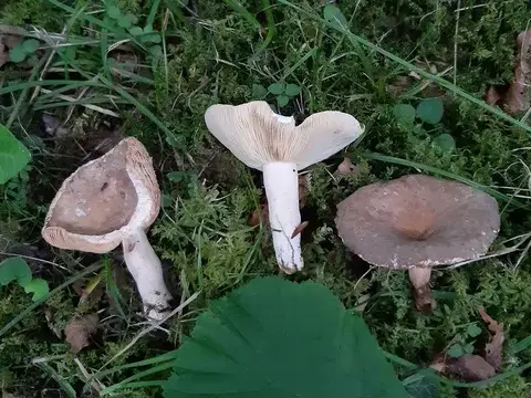 Lactarius pterosporus — ficha de estudio