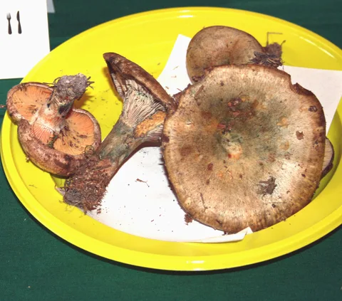 Lactarius quieticolor (Nízcalo de color apagado) — ficha de estudio