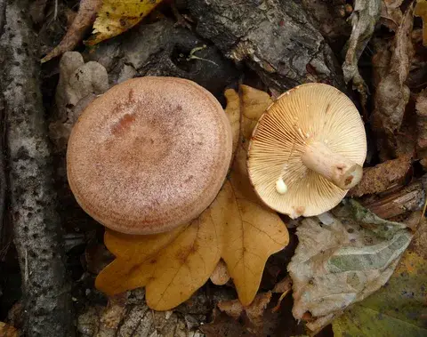 Lactarius quietus (Lactario del roble) — ficha de estudio
