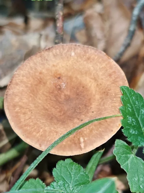 Lactarius rubrocinctus — ficha de estudio