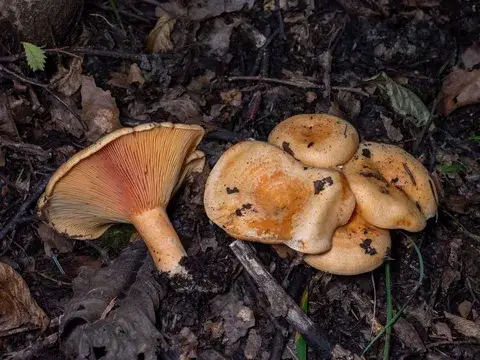 Lactarius salmonicolor (Nízcalo de abeto salmonado) — ficha de estudio