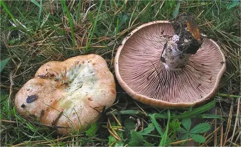 Confundible con Lactarius sanguifluus (Nízcalo de sangre) — foto de estudio comparativa. Solo orientación.