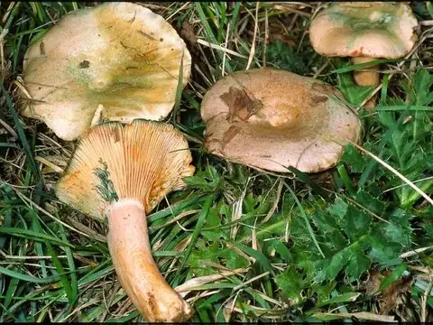 Lactarius semisanguifluus (Nízcalo de sangre poco intensa) — ficha de estudio