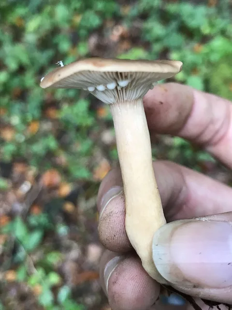 Lactarius subdulcis — ficha de estudio