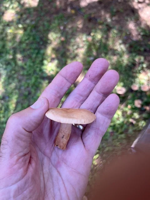 Lactarius tabidus — ficha de estudio