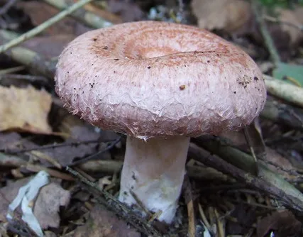 Lactarius torminosus — foto de estudio (proxy same-origin)