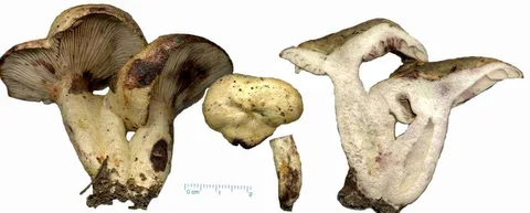 Lactarius uvidus — ficha de estudio
