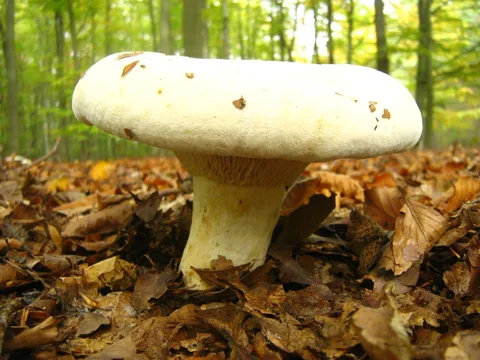 Lactarius vellereus (Lactario aterciopelado) — ficha de estudio