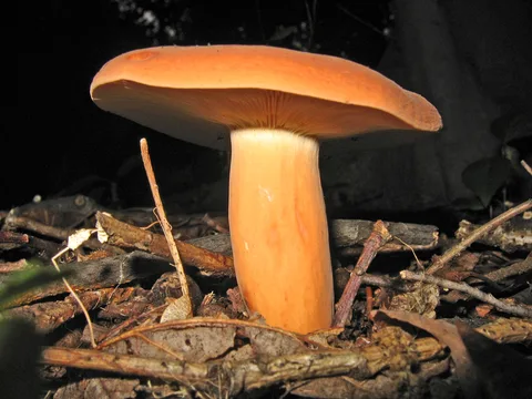 Lactarius volemus (Lactario anaranjado oloroso) — ficha de estudio
