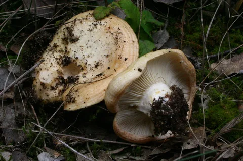 Lactarius zonarius (Lactario zonado) — ficha de estudio