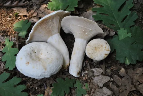 Lactifluus piperatus — ficha de estudio