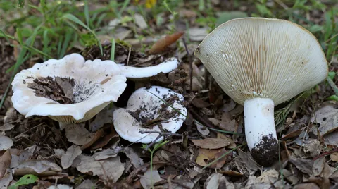 Lactifluus vellereus — ficha de estudio