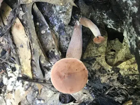 Lactifluus volemus — ficha de estudio