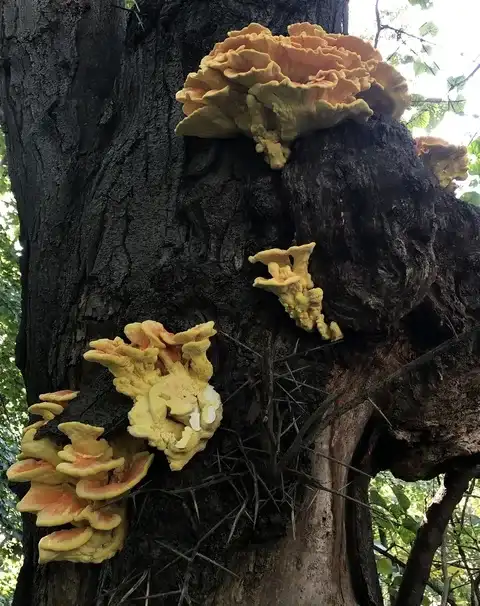 Laetiporus sulphureus (Pollo del bosque) — misma familia de estudio. Solo orientación.