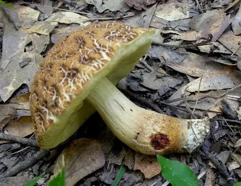 Leccinellum crocipodium (Leccinum azafranado) — ficha de estudio