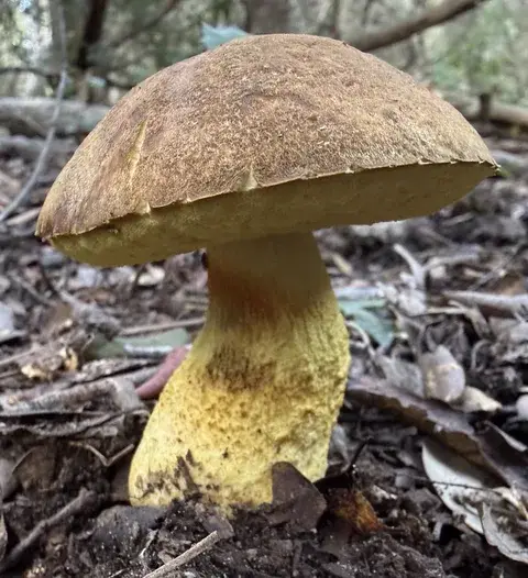 Leccinellum lepidum (Hongo de encina) — ficha de estudio