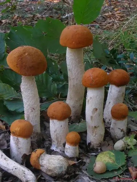 Leccinum albostipitatum — ficha de estudio