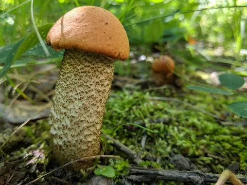Leccinum aurantiacum — ficha de estudio