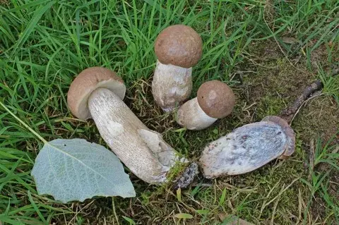 Leccinum duriusculum — ficha de estudio