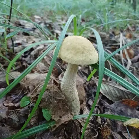 Leccinum pseudoscabrum — ficha de estudio
