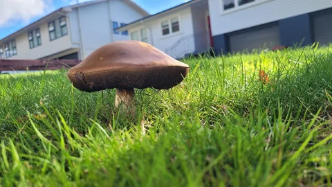 Leccinum scabrum (Bipi) — ficha de estudio
