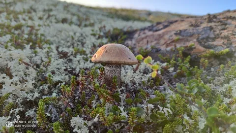 Leccinum versipelle (Leccinum anaranjado) — ficha de estudio