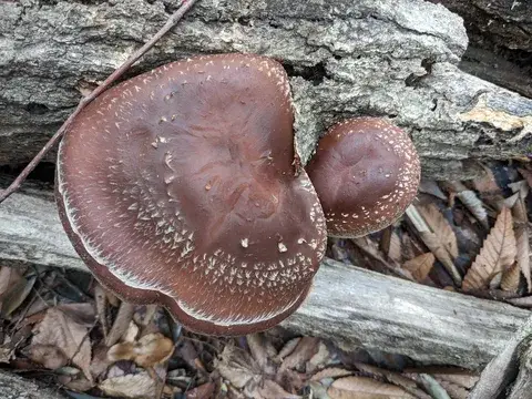 Lentinula edodes (Shiitake) — misma familia de estudio. Solo orientación.