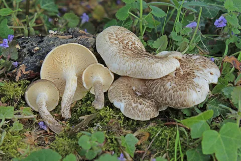 Lentinus tigrinus (Lentinus tigre) — ficha de estudio