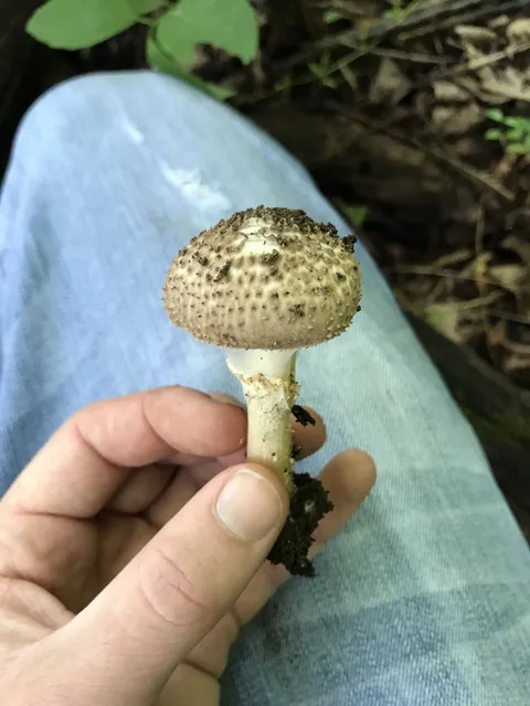 Lepiota aspera — ficha de estudio