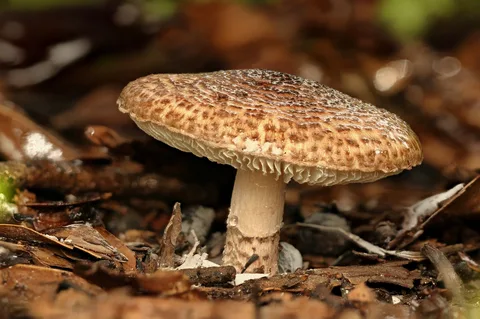 Lepiota brunneoincarnata — foto de estudio (proxy same-origin)