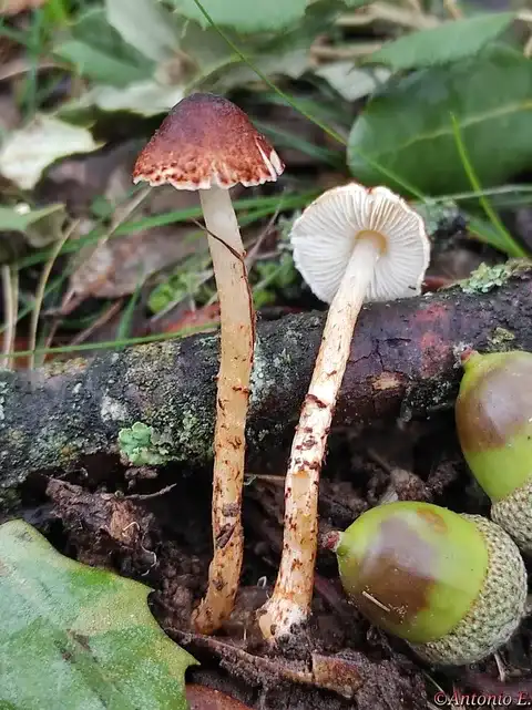 Confundible con Lepiota castanea (Lepiota castanea) — foto de estudio comparativa. Solo orientación.