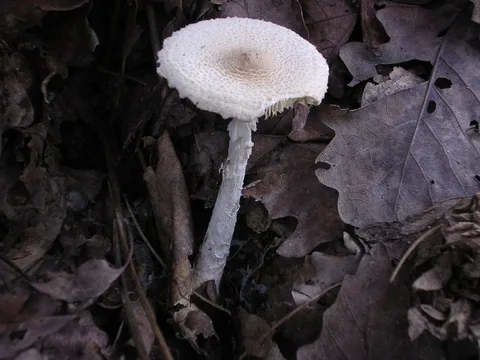 Lepiota clypeolaria (Lepiota con escudo) — ficha de estudio