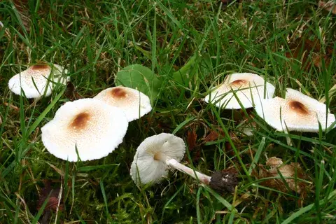 Confundible con Lepiota cristata (Lepiota crestada) — foto de estudio comparativa. Solo orientación.