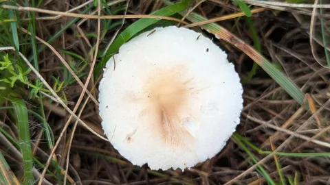 Lepiota erminea — ficha de estudio