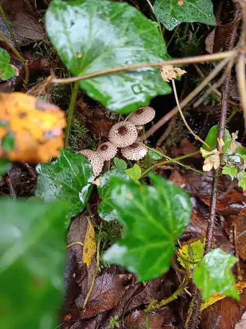Lepiota felina — ficha de estudio